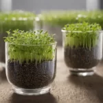 Chia Seed Sprouts