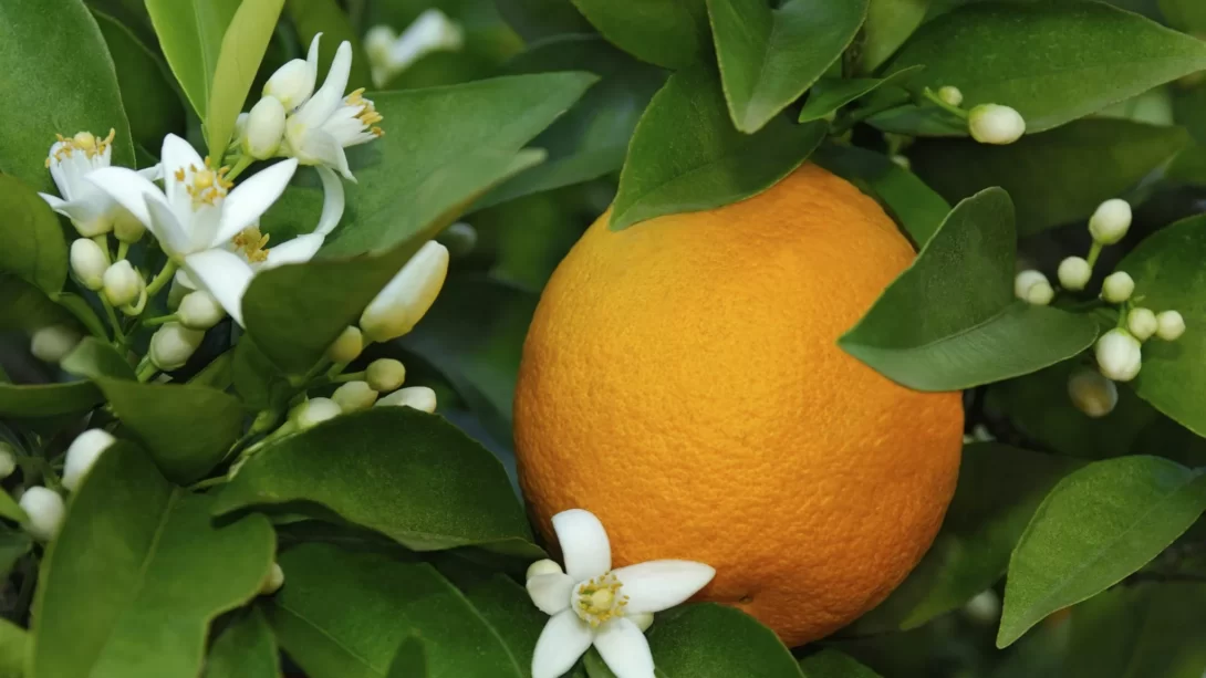 Citrus sinensis orange with white blossoms
