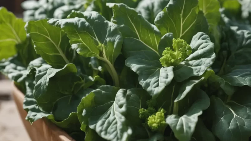 Collards planted in pot