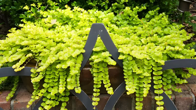 Creeping Jenny (Lysimachia Aura)