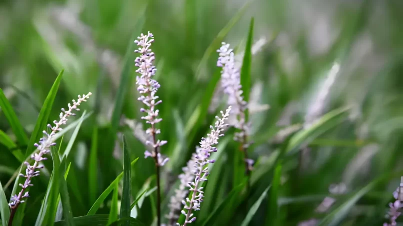 Creeping Liriope (Liriope Muscari)