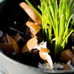 Crushed eggs shells around plants as natural garden organic fertilizer