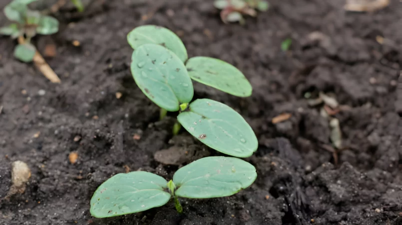 Cucumber sprouts