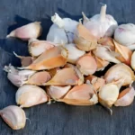 Disassembled garlic cloves ready for planting in the ground