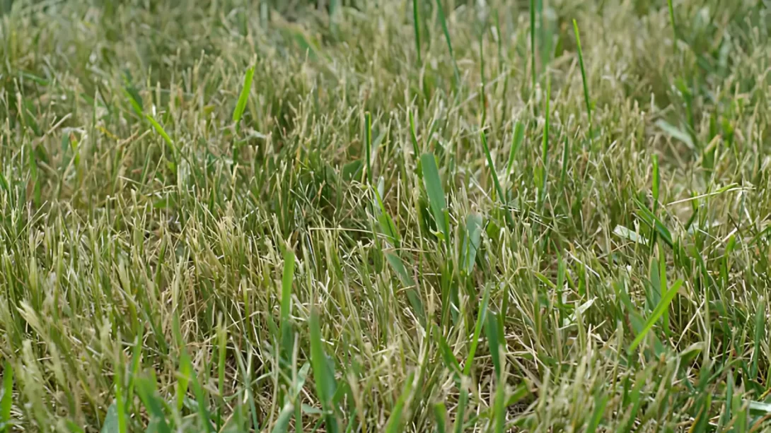 Dry lawn with crabgrass