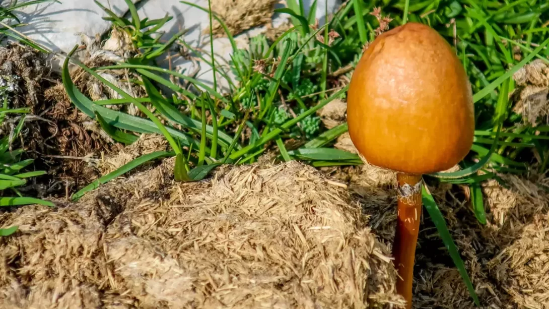 Egg-yolk Fieldcap Mushroom Growing on Cow Dung
