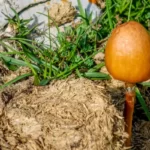 Egg-yolk Fieldcap Mushroom Growing on Cow Dung