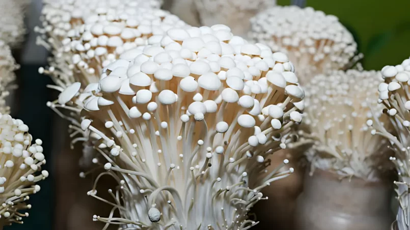 Enoki mushroom