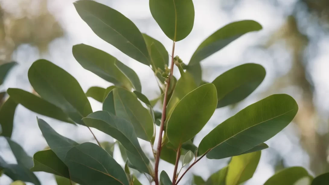 Eucalyptus plant