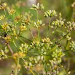 Fennel (Foeniculum vulgare) plant in a bed of herbs
