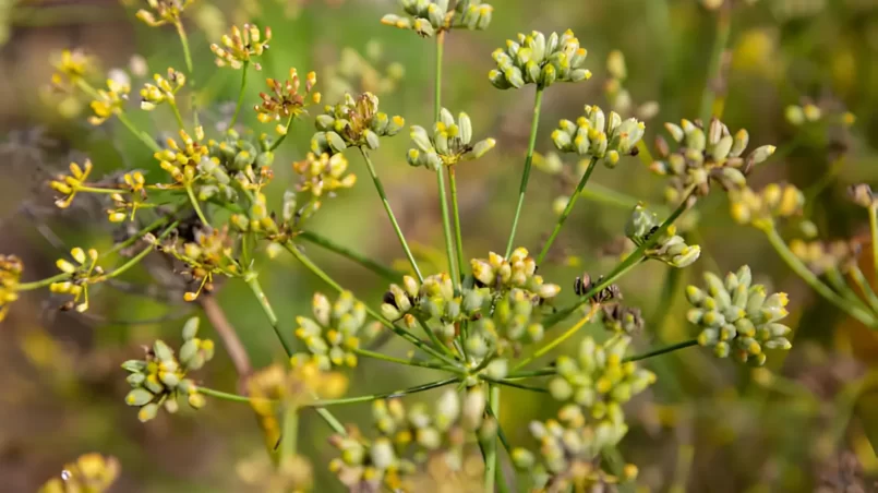 Fennel (Foeniculum vulgare) plant in a bed of herbs