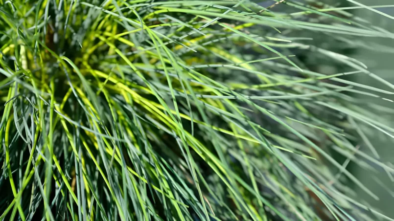 Festuca glauca Intense Blue