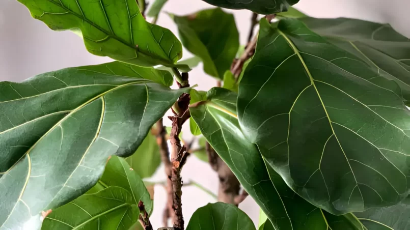 Fiddle-leaf fig