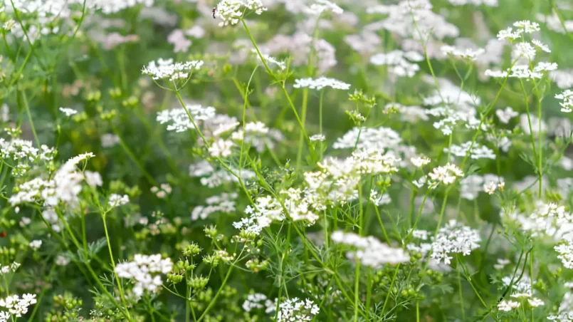 Flowering of cilantro