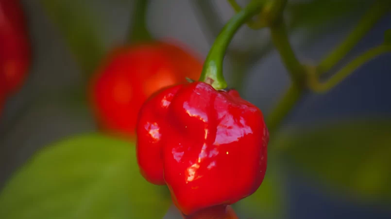 Fresh Carolina reaper chili