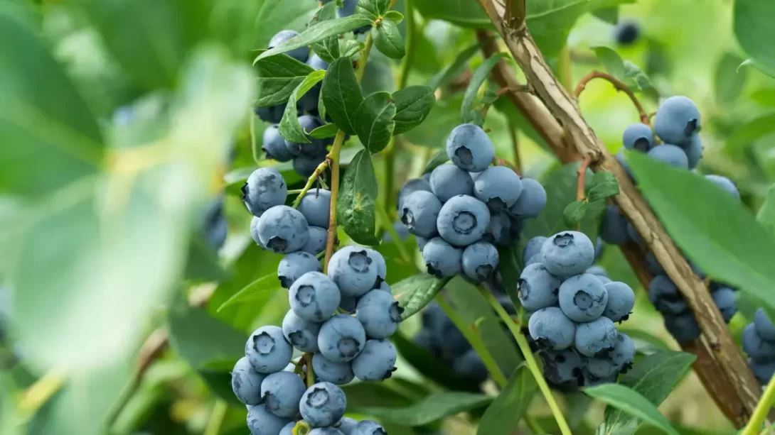 Fresh blueberries on the branch on a blueberry field farm
