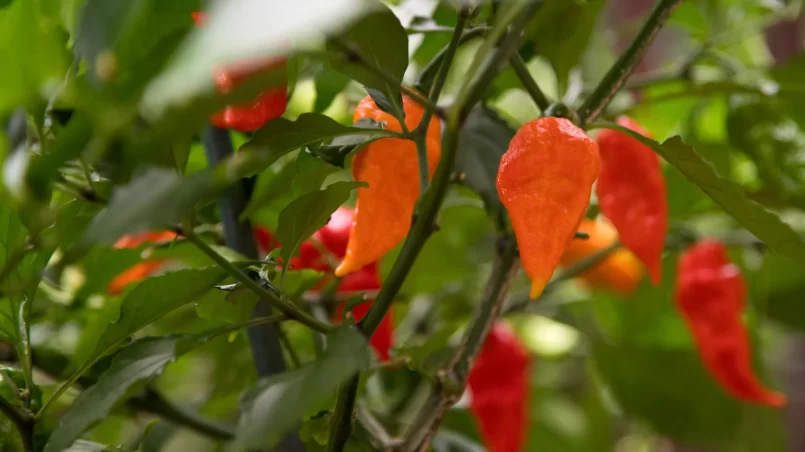 Ghost peppers on the vine