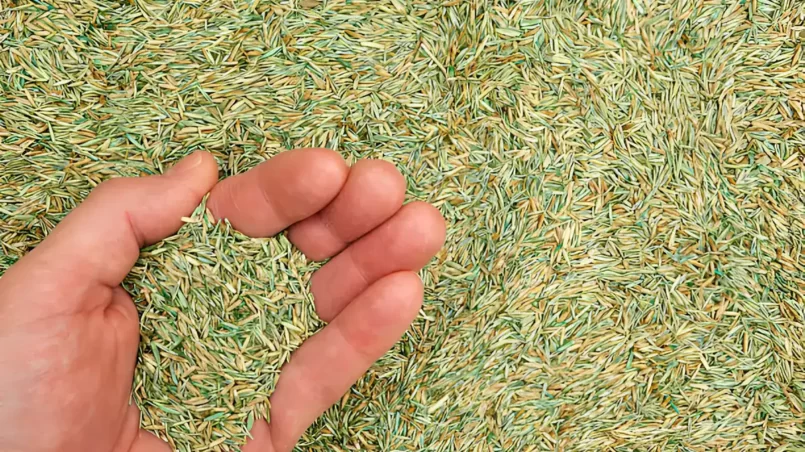 Grass seeds