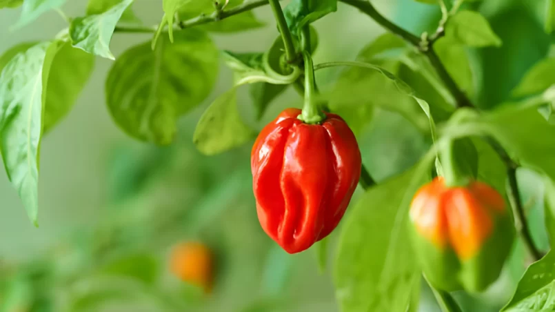 Habanero pepper plant