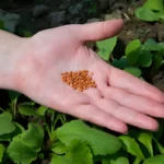 Hand with carrot seeds