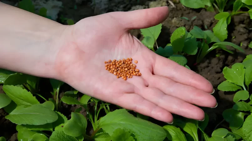 Hand with carrot seeds