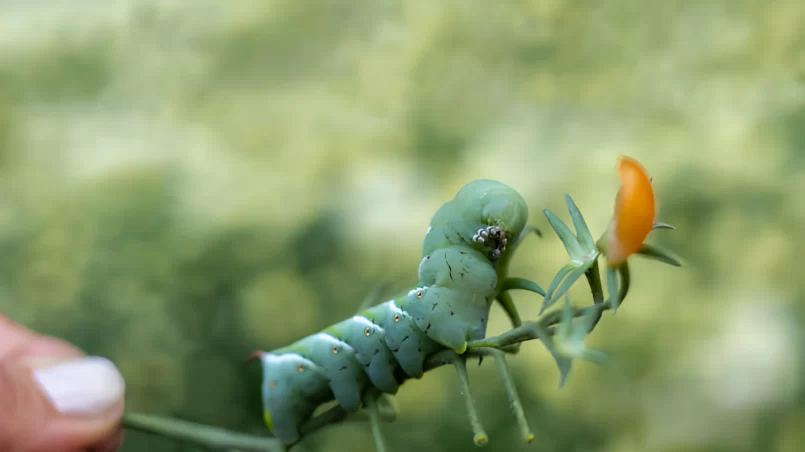 Hornworm caterpillar on a tomato plant