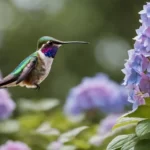 Hummingbird and hydrangea