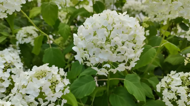 Hydrangea arborescens 'Annabelle'