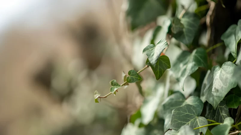 Ivy (Hedera helix)