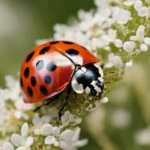 Ladybug and mealybugs