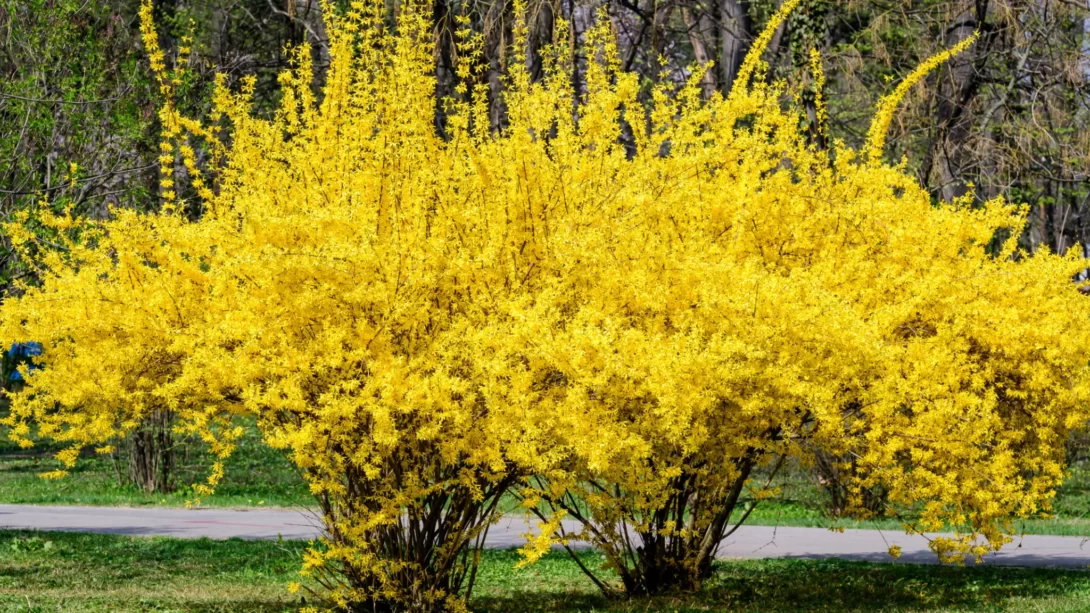 Large bush of yellow flowers of Forsythia plant