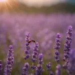 Lavender and ant