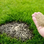 Lawn repair with seeds