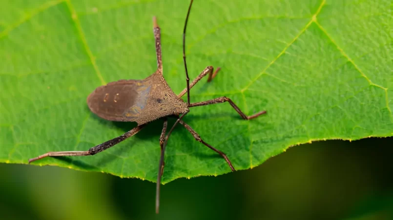 Leaf-footed Bug (Coreidae)