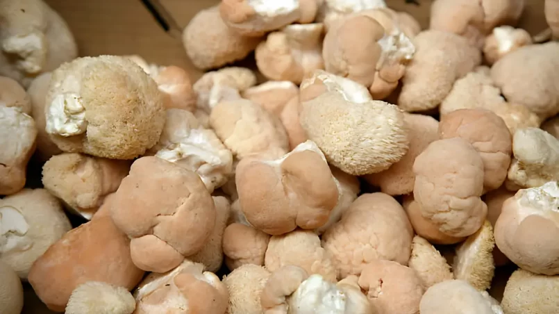 Lions Mane Mushrooms