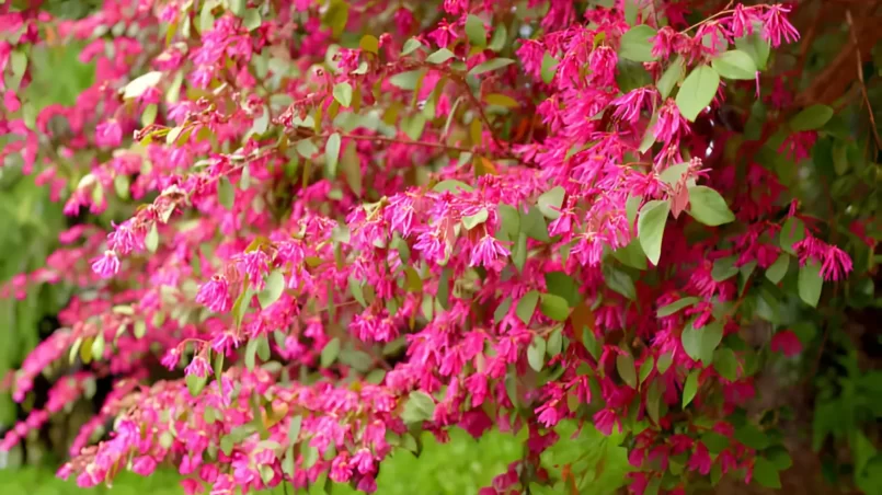 Loropetalum chinence