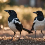 Magpies in yard