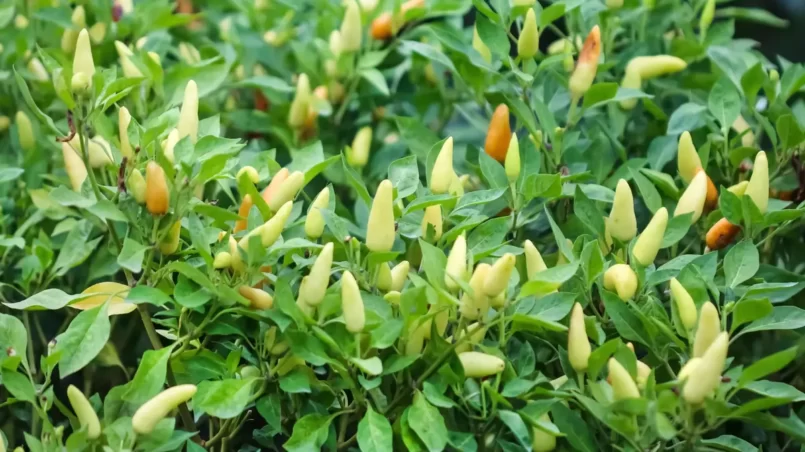 Many young chilli pepper with green leaf or fresh copsicum annuum hanging on tree in vegetable farm