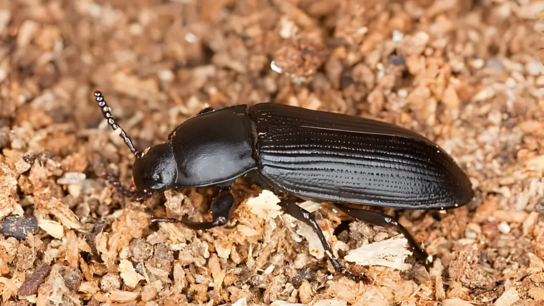 Mealworm beetle (Tenebrio opacus)