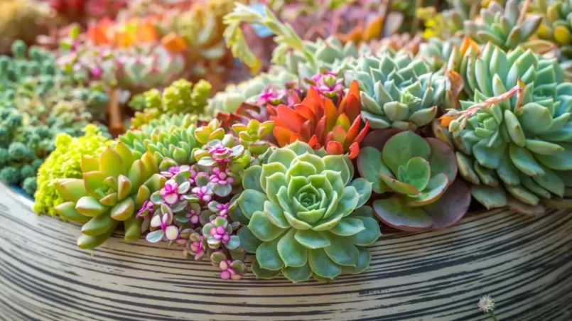 Miniature succulent plants