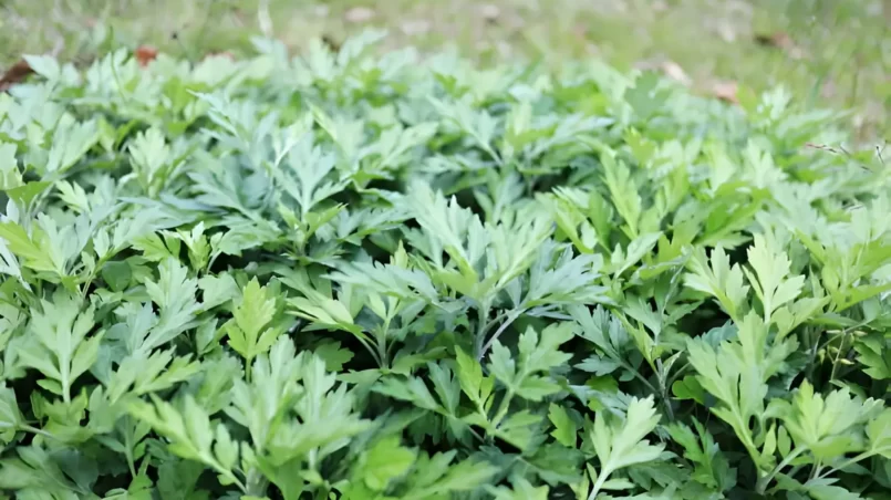 Mugwort leaves growing in the field