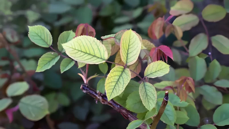 Nutrient deficiency in roses