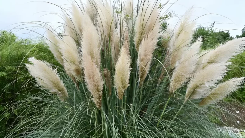 Pampas Grass