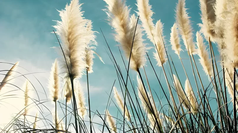 Pampas grass