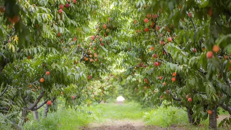 Peach trees