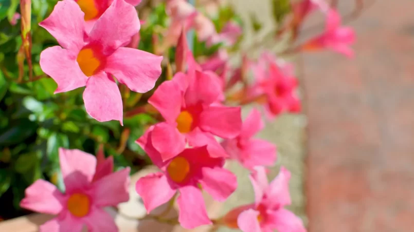 Pink Mandevilla in a planter in a formal garden