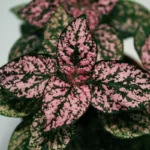 Pink polka dot plant