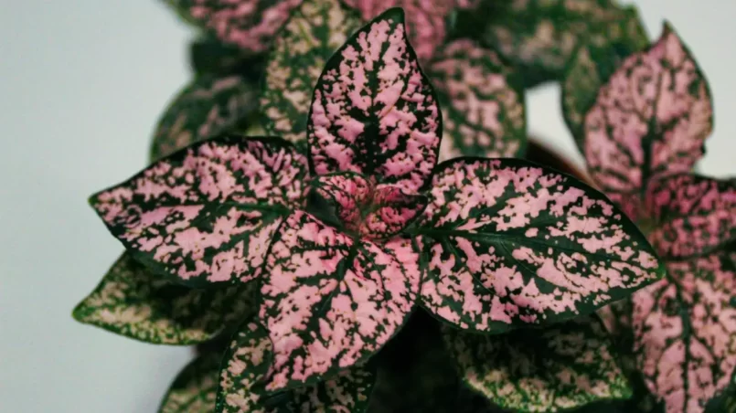 Pink polka dot plant