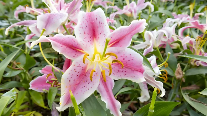 Pink white Lilium candidum