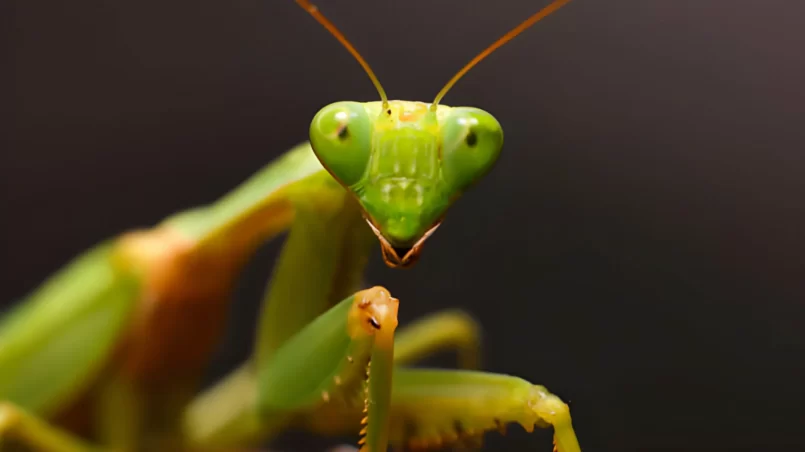 Praying mantis